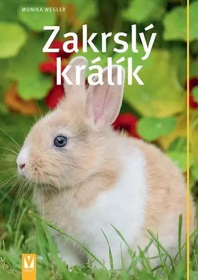 Zakrslý králík Top Prodej